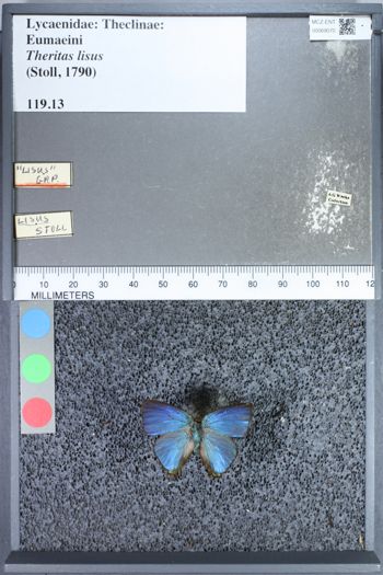 Media type: image;   Entomology 69070